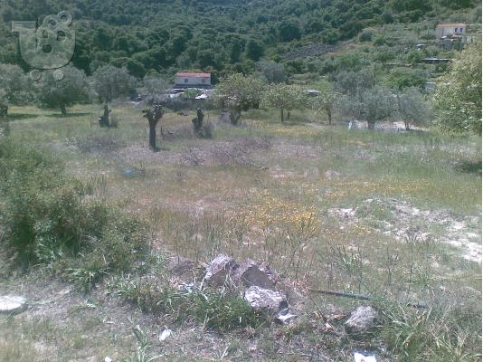 οικοπεδο στις αλωνες αγιας μαρινας-αιγινας